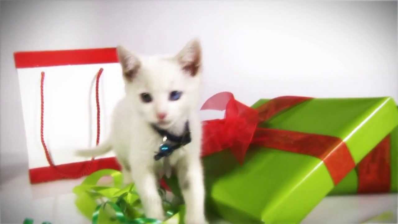 Hallmark Channel's Kitten Bowl 2014 Holiday Tease