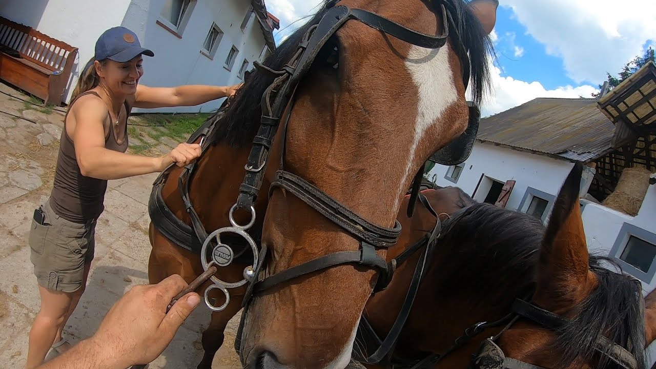 Kazik i Jego Praca Przy Koniach ☆Podkuwanie Koni! ☆Jazda Bryczką