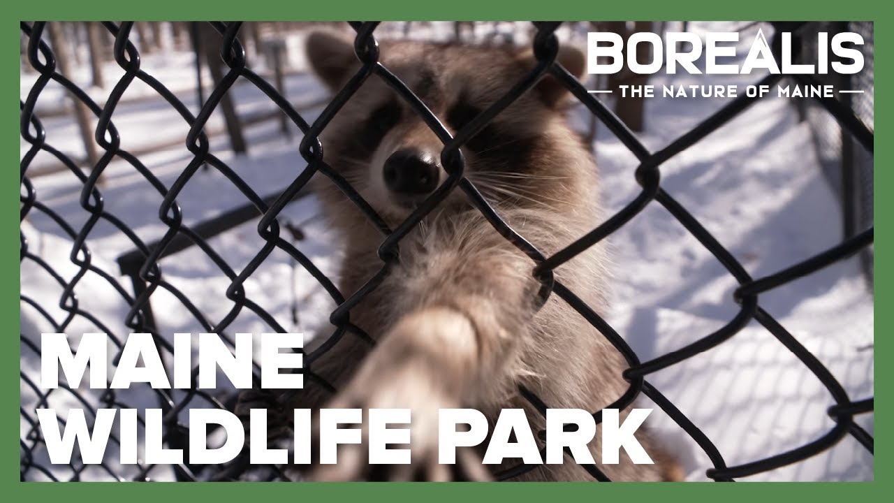 Winter at Maine Wildlife Park | Borealis Season Two