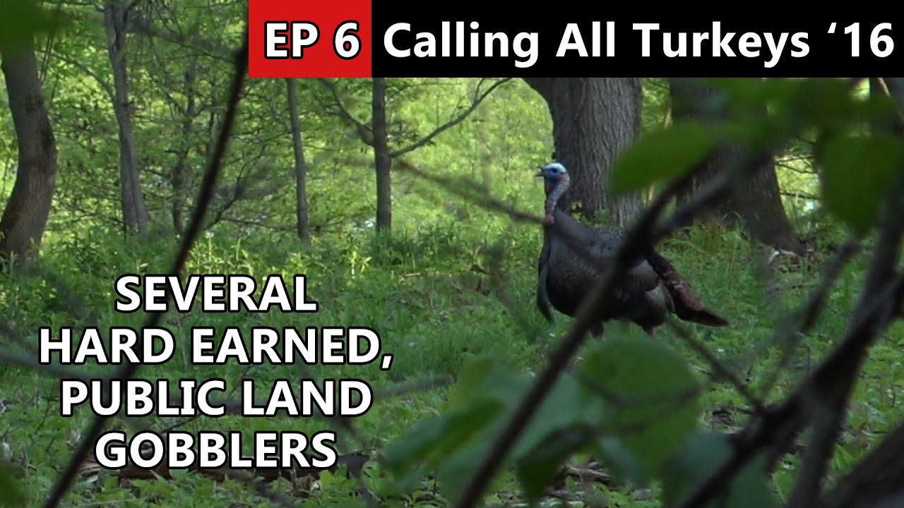 The Most Thrilling, Public Land Hunts Around! - Calling All Turkeys
