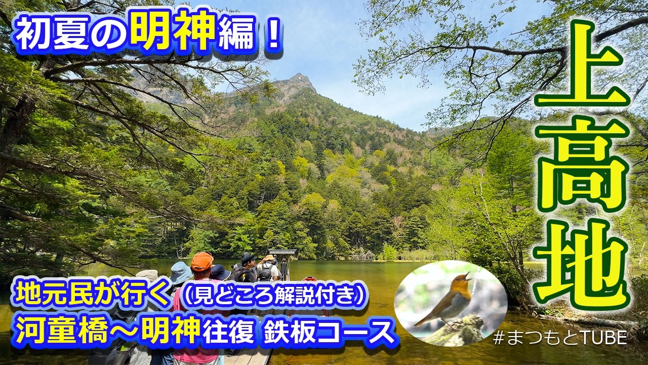 【上高地】鉄板コース 2025 初夏の明神編!! 地元民の基本コース 猿に鴨 トカゲにコマドリ？ニリンソウがピーク！ブラタモリでも注目の上高地の地形とは？　長野県松本市