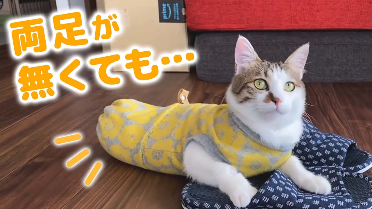 前足だけで全力ダッシュ！ 運動神経抜群な甘えん坊の保護猫さんが…♡