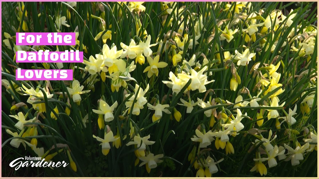 Daffodil Collection – Mid to Late Season Bloomers | Volunteer Gardener