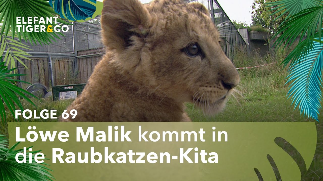 Katzenkinderkrabbelgruppe (Folge 69) | Elefant, Tiger & Co. | MDR