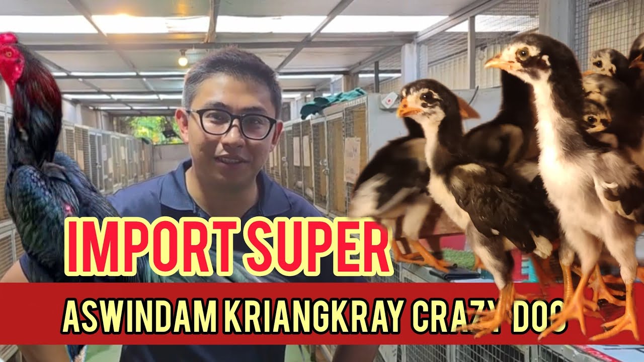 Boy Sango Farm✅Review Anakan Ayam Import