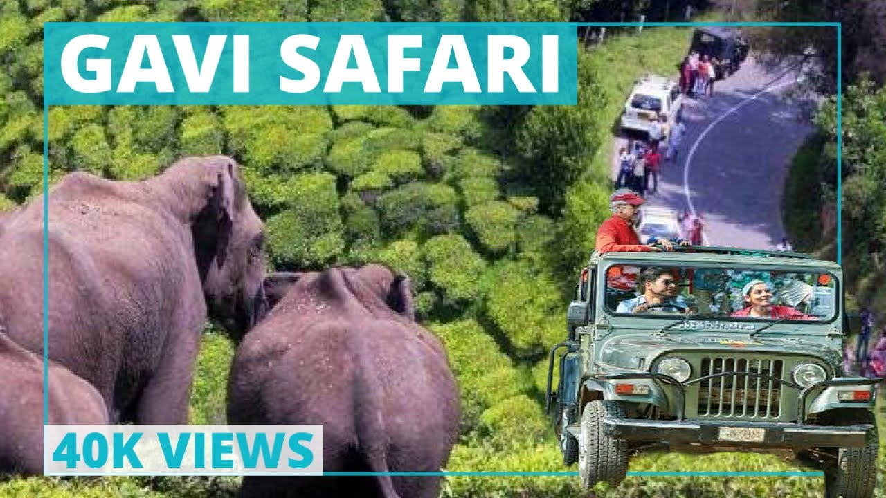 Gavi Safari