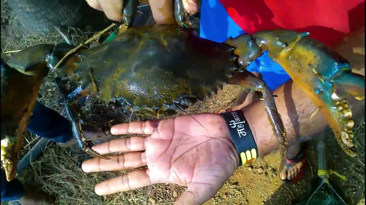 कोळंबी आणि खेकडा शेती / PRAWNS AND CRAB FARMING
