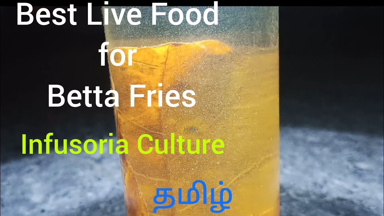 Best Live Food for Betta Fries | Infusoria | Tamil | தமிழ் | SR Aquarium