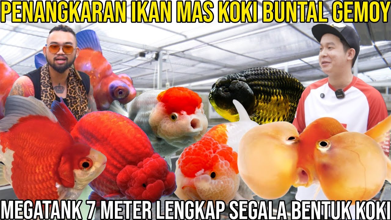 PENANGKARAN IKAN MAS KOKI BUNTAL GEMOY MEGATANK 7 METER LENGKAP SEGALA BENTUK KOKI #AudreyA