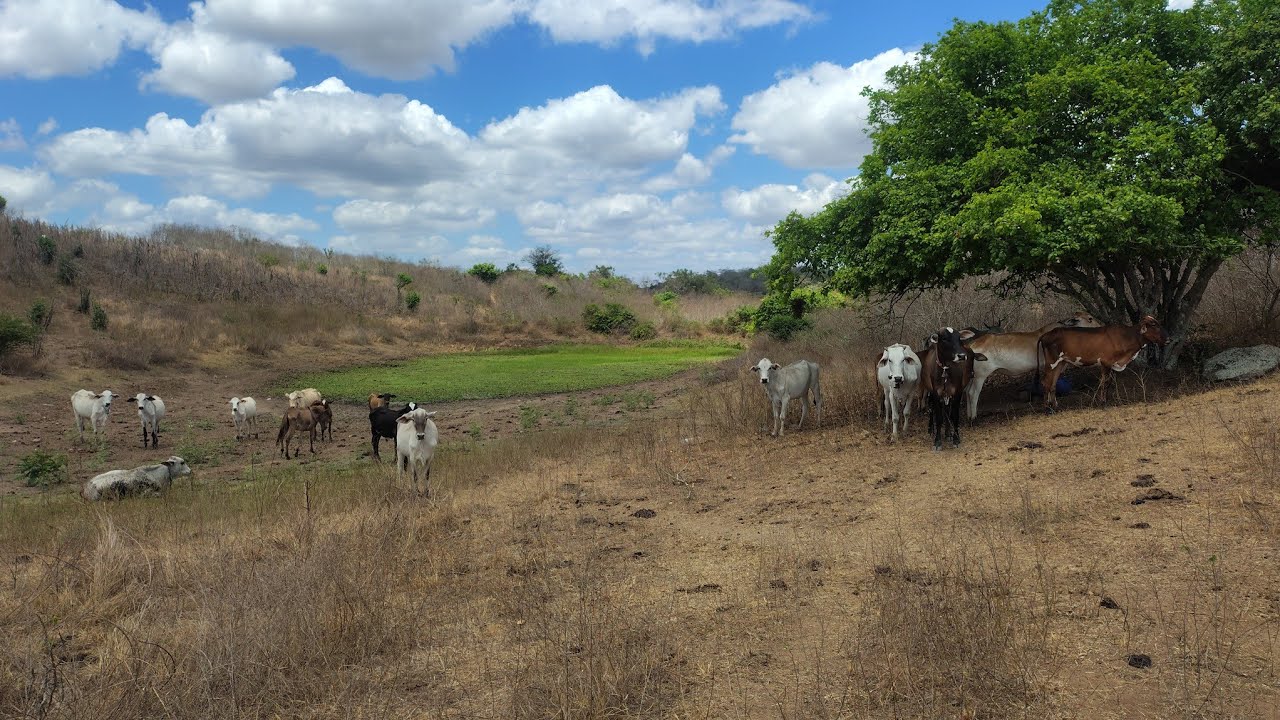 uma das maiores seca do nordeste natal não chuveu aqui 