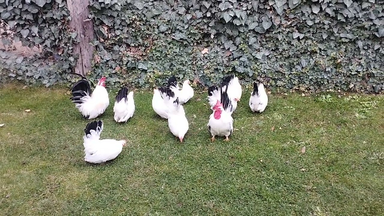Chabo black tail