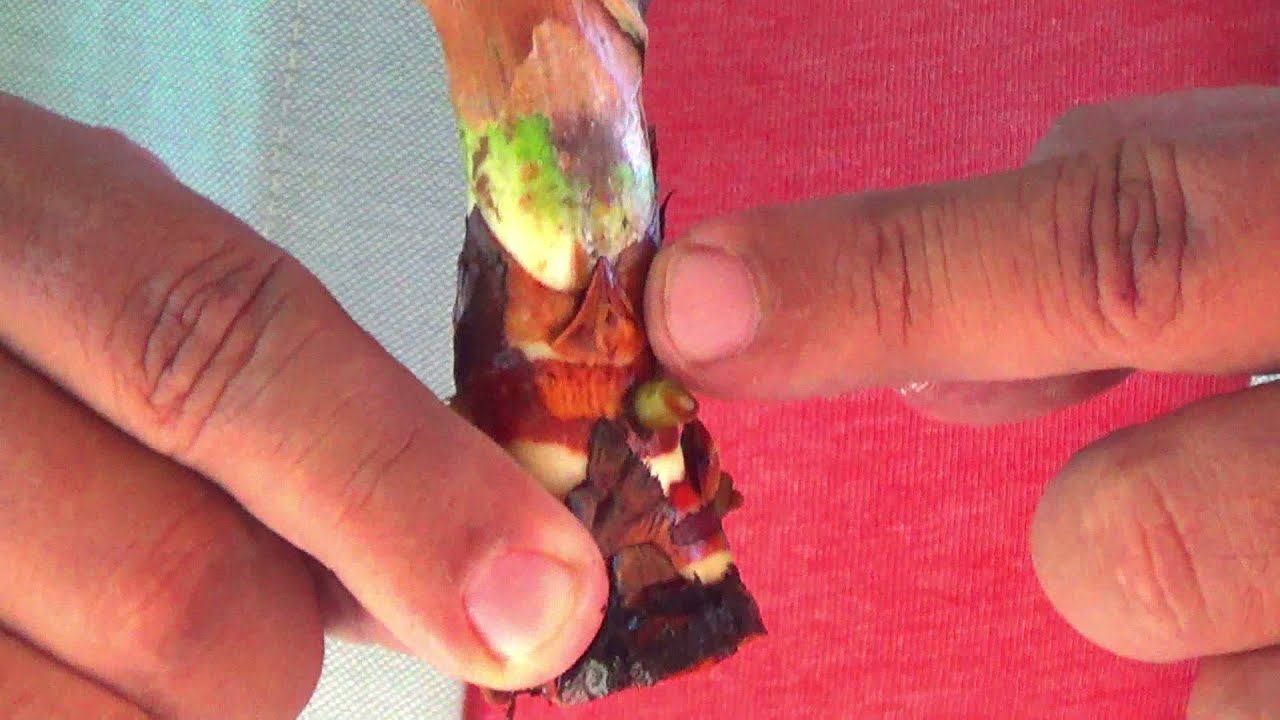 Propagacion de Anturio en Perlita