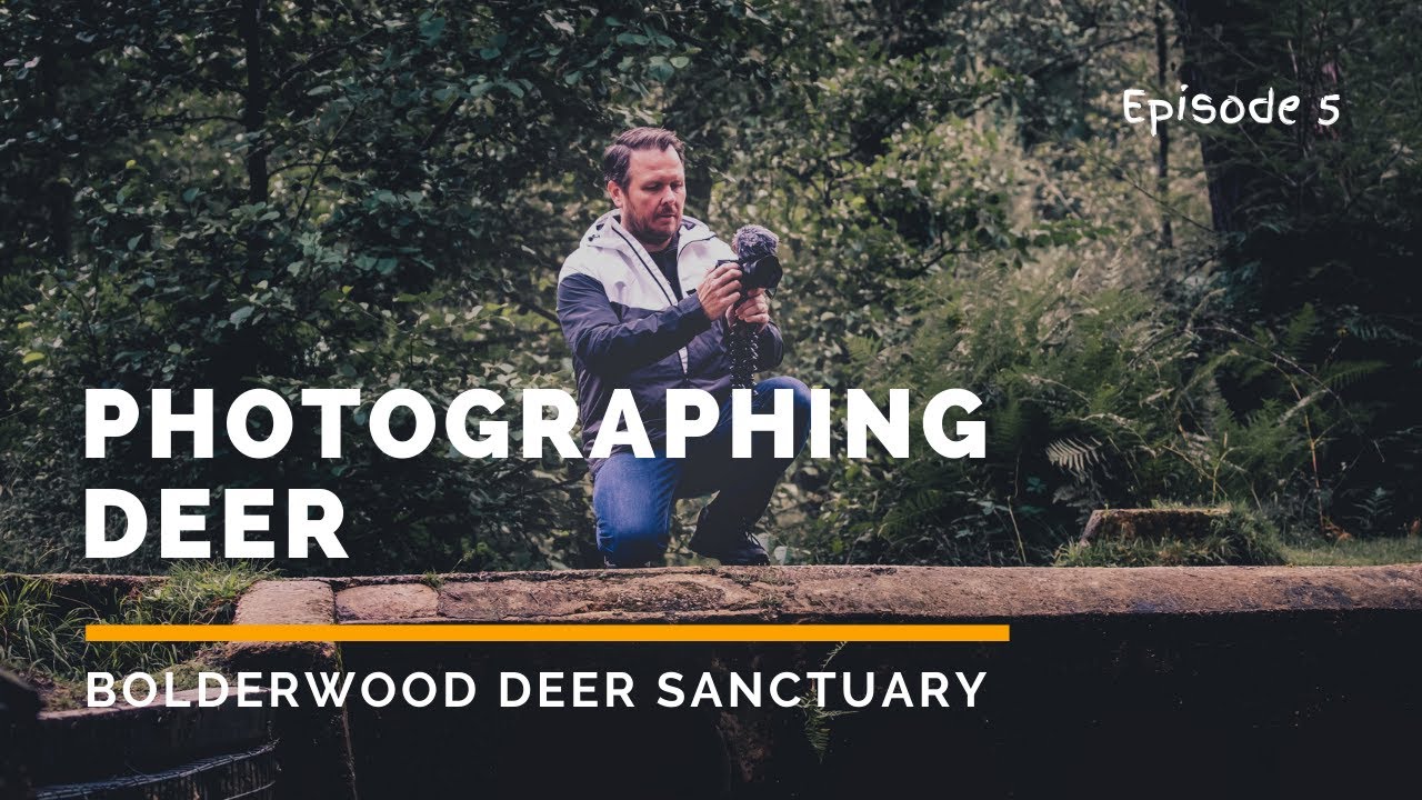 Bolderwood Deer Sanctuary - Photographing Deer while trying to vlog