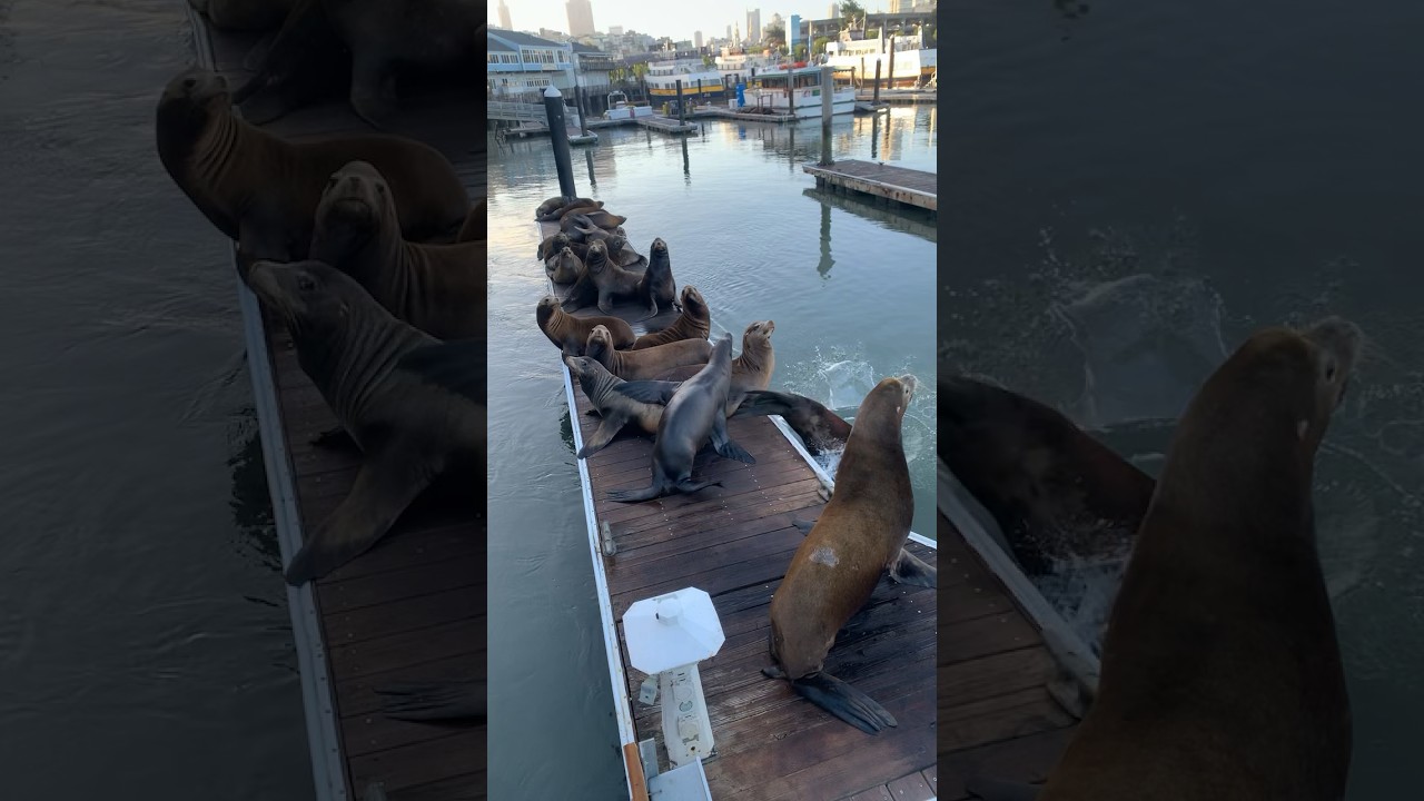 The sea lions are back on pier 39 #sealions #sanfrancisco #boats #pier39 #wildlife