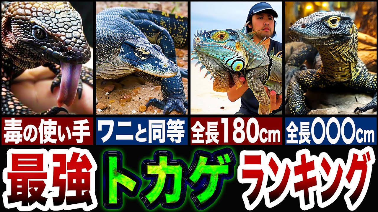 【巨大】1位のトカゲがデカすぎる…!!最強のトカゲランキングTOP5【ゆっくり解説】