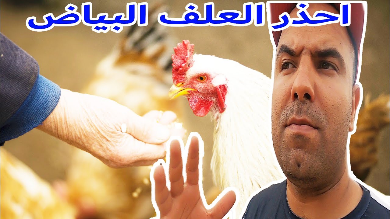 هل العلف المركب البياض فيه اضرار للدجاج/ طريقة الاستعداد الصحيحة لموسم بيع البيض والكتاكيت🐤🐣
