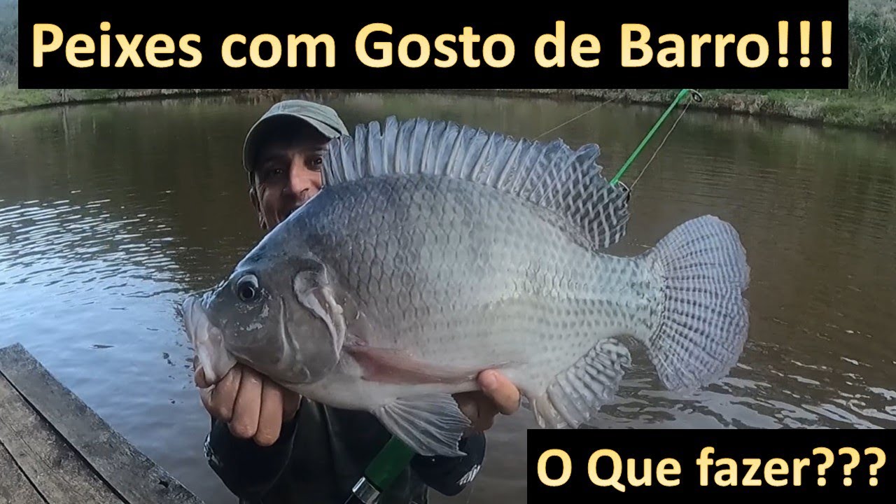 Problemas em Tilápias!! Gosto de barro em Peixes o que fazer??
