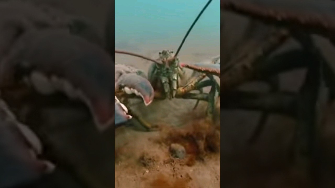 American Lobster VS Coconut Crab