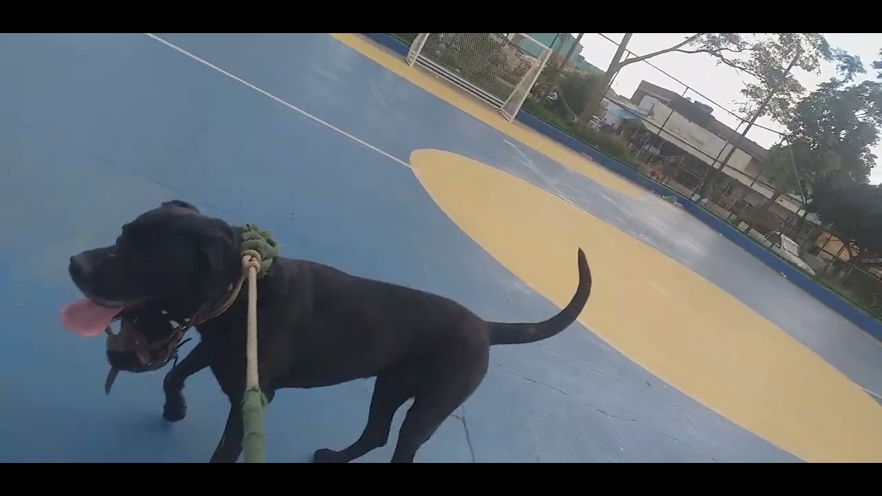 LABRADOR COM DOG ALEMÃO/ FELIZ NATAL E PROSPERO ANO NOVO 