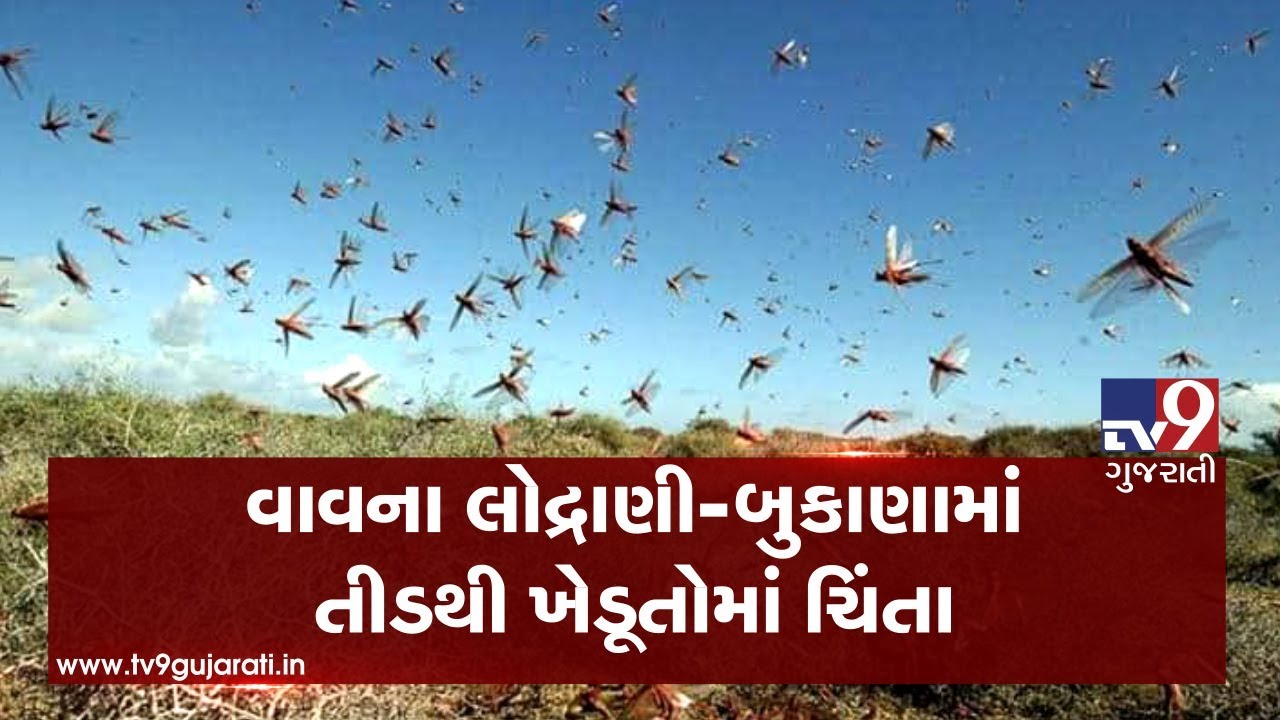 Banaskantha : Swarm of locusts seen in Lodrani and Bukana village, farmers fear crop failure |Tv9