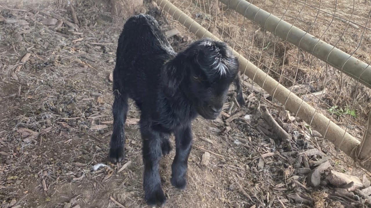 Can We Find This Baby Goat A New Mom?