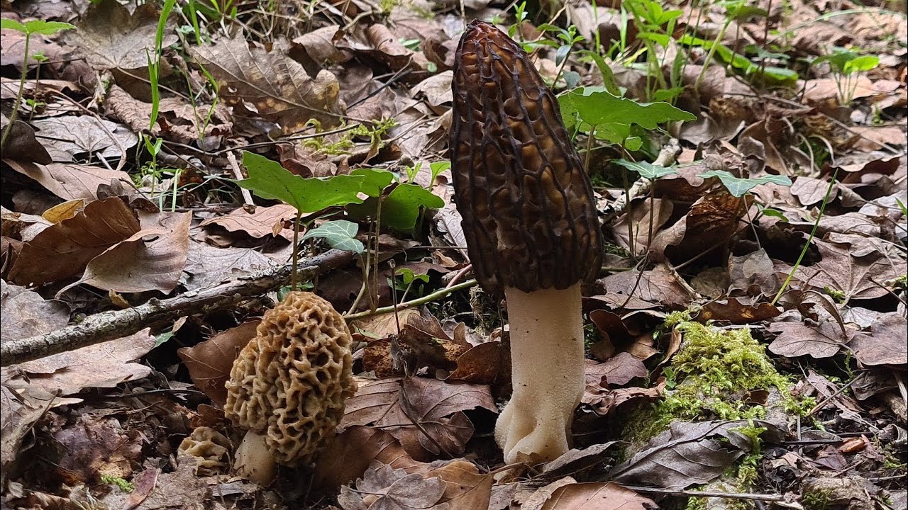 16 avril 2024 Prospection aux Morilles coniques en montagne sous les feuillus