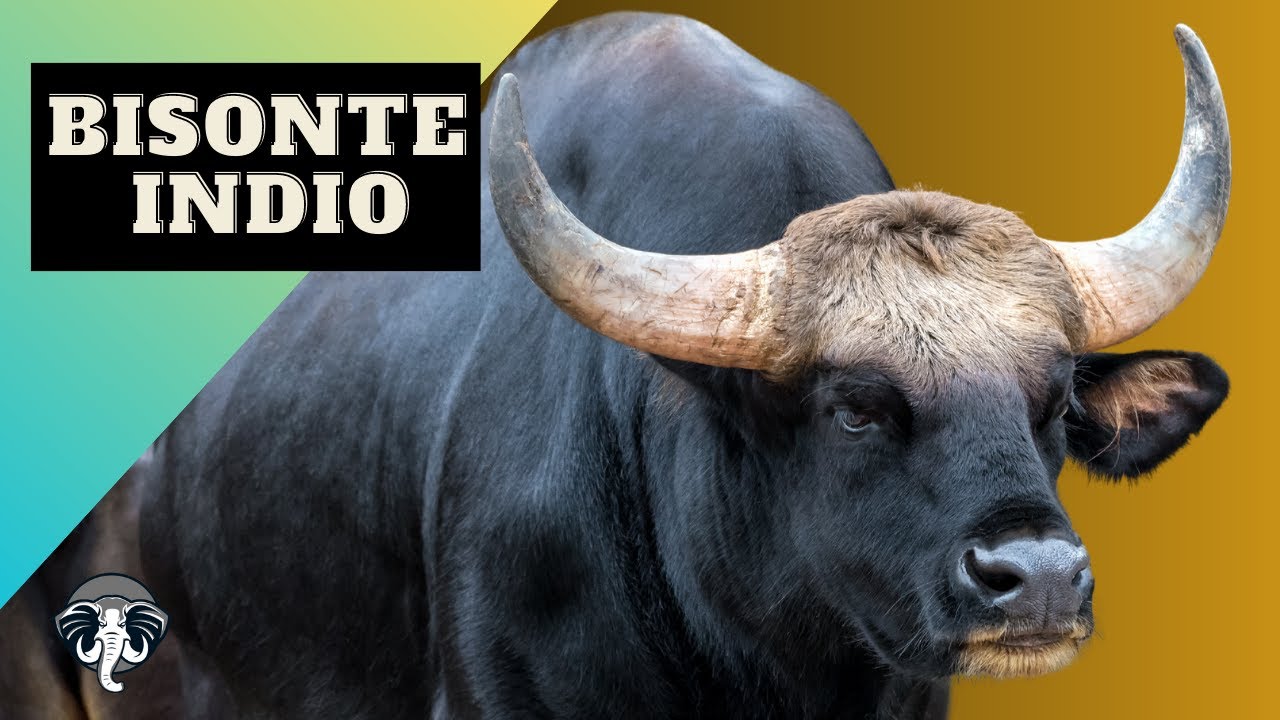 El BESTIAL GAUR | Bisonte INDIO