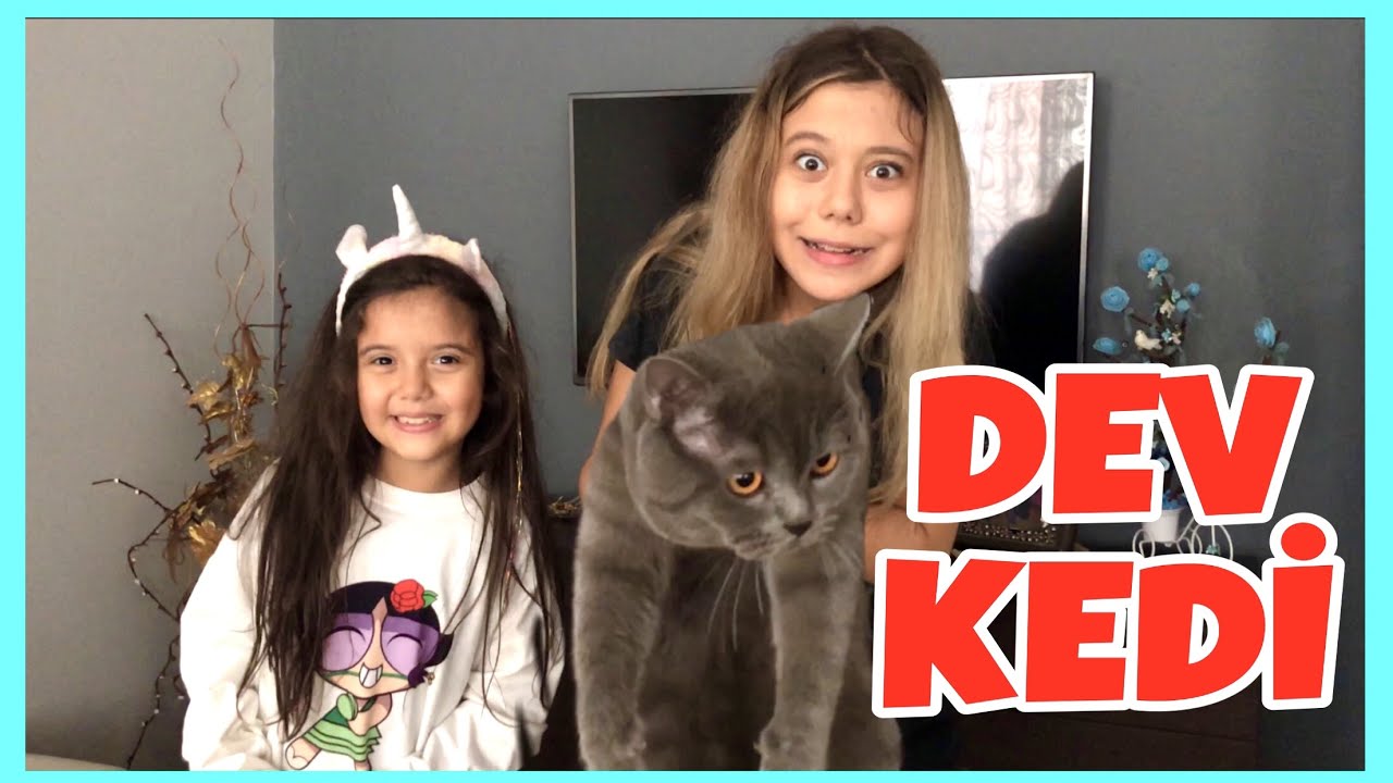 EVİMİZE DEV KEDİ GELDİ! Tuana ve Efline Büyük Sürpriz! KEDİ VLOG. Sevimli Kardeşler Tv