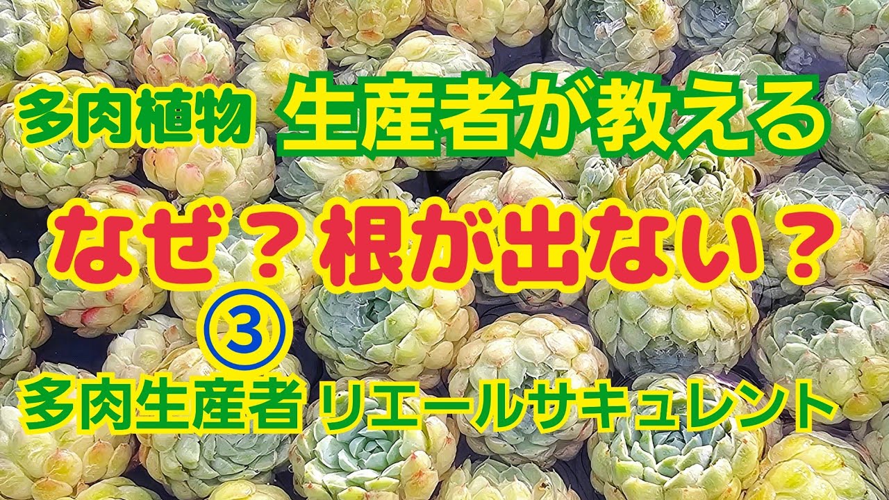 字幕Ver【多肉植物】なんでシリーズ③なんで根っこがでないの？2024年7月11日【ガーデニング】