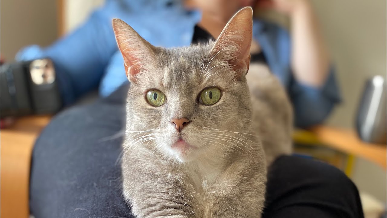 Come Visit Auntie, I Need Pets! | BilliSpeaks