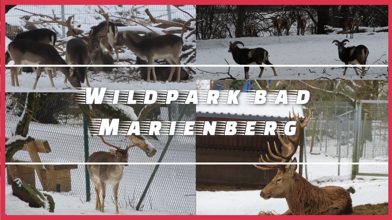 Review (Reportage) a Free Wildpark in Bad Marienberg 2023