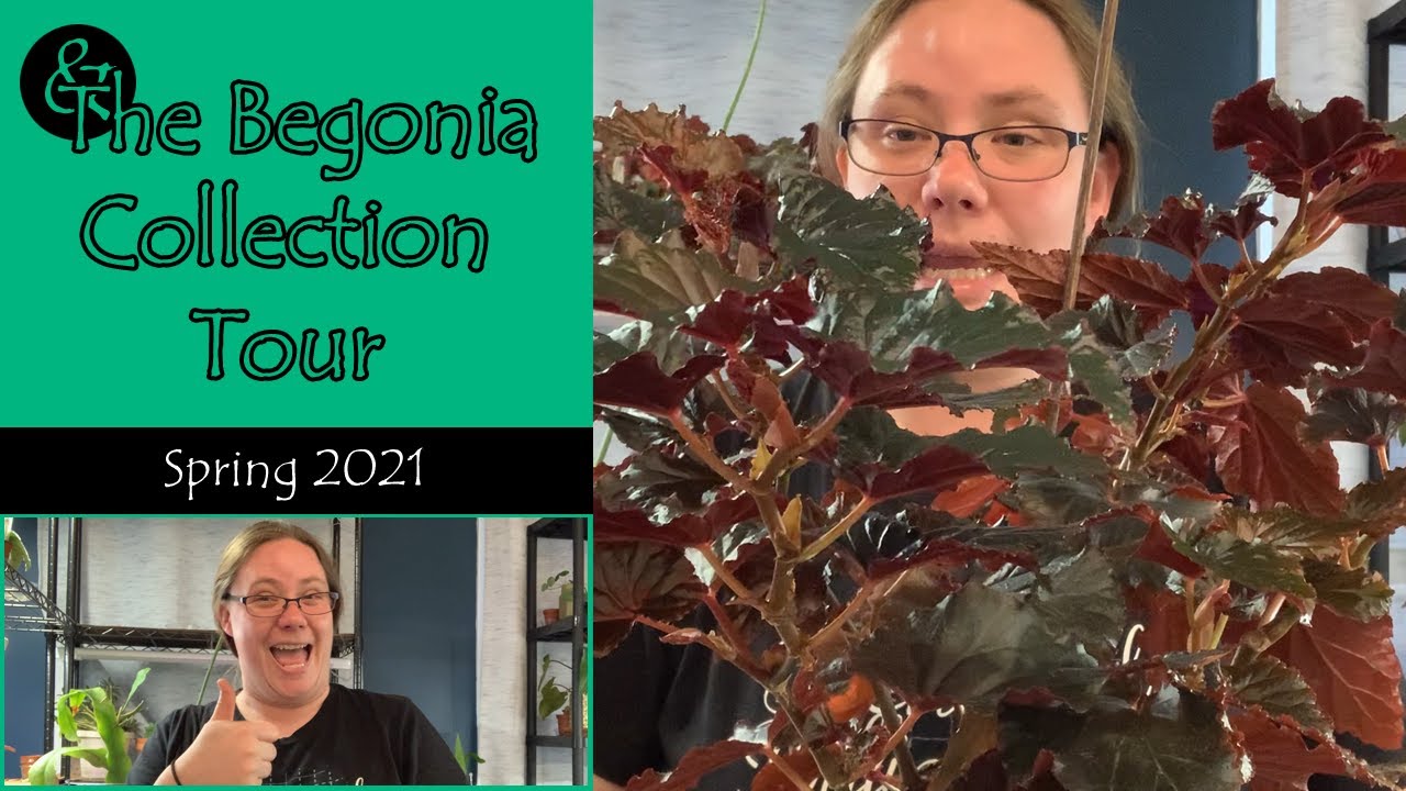 & The Begonia Collection Tour | Plant Tour