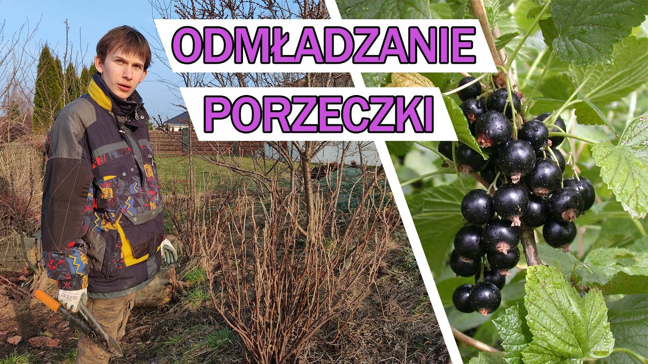 CZARNA PORZECZKA - cięcie odmładzające i rozmnażanie krzewu