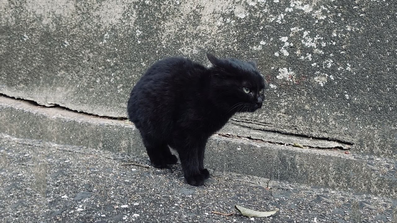The Funniest Cat Videos 🐱 Try Not To Laugh Part 49