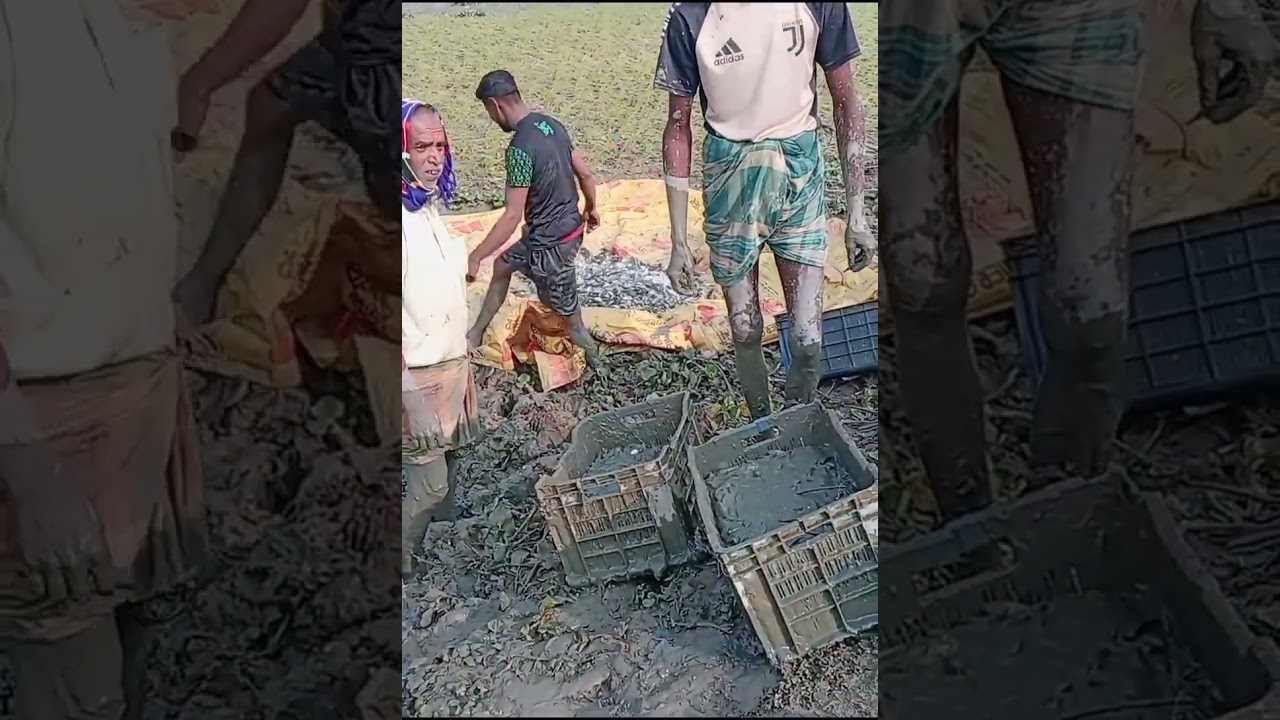 আমাদের বিখ্যাত হাওরের মাছ ধরার ঐতিহ্যটা দেখে যাবেন #duet #fishing #funnysong 