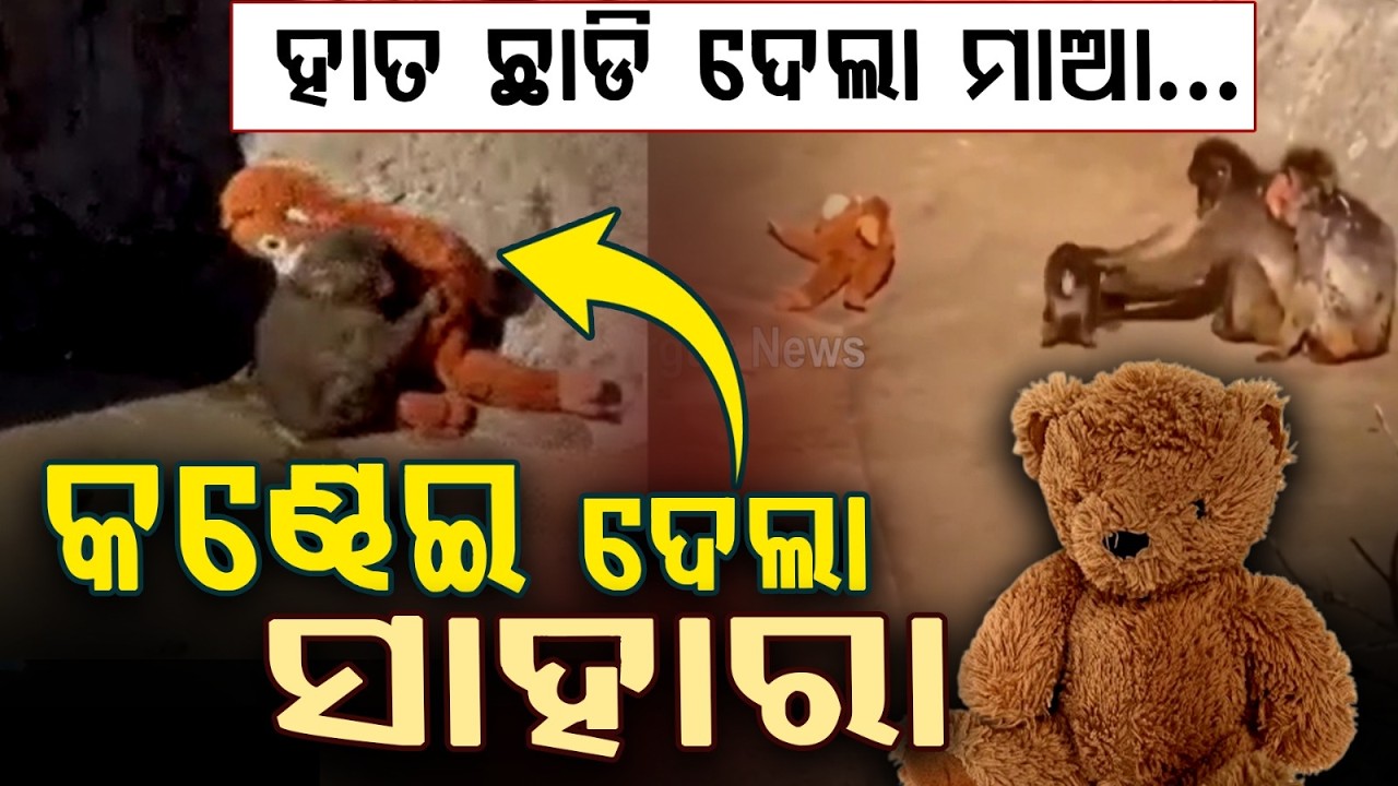 କନ୍ଦେଇ ଦେବ ପଞ୍ଚର ଏ କାହାଣୀ | Abandoned Baby Monkey Punch Finds Comfort in Teddy at Japanese Zoo