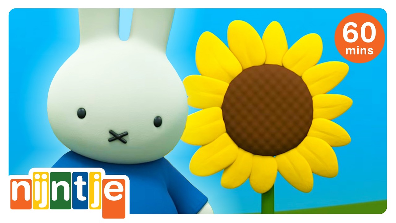 miffy en de zonnebloem | nijntje | het beste van nijntje