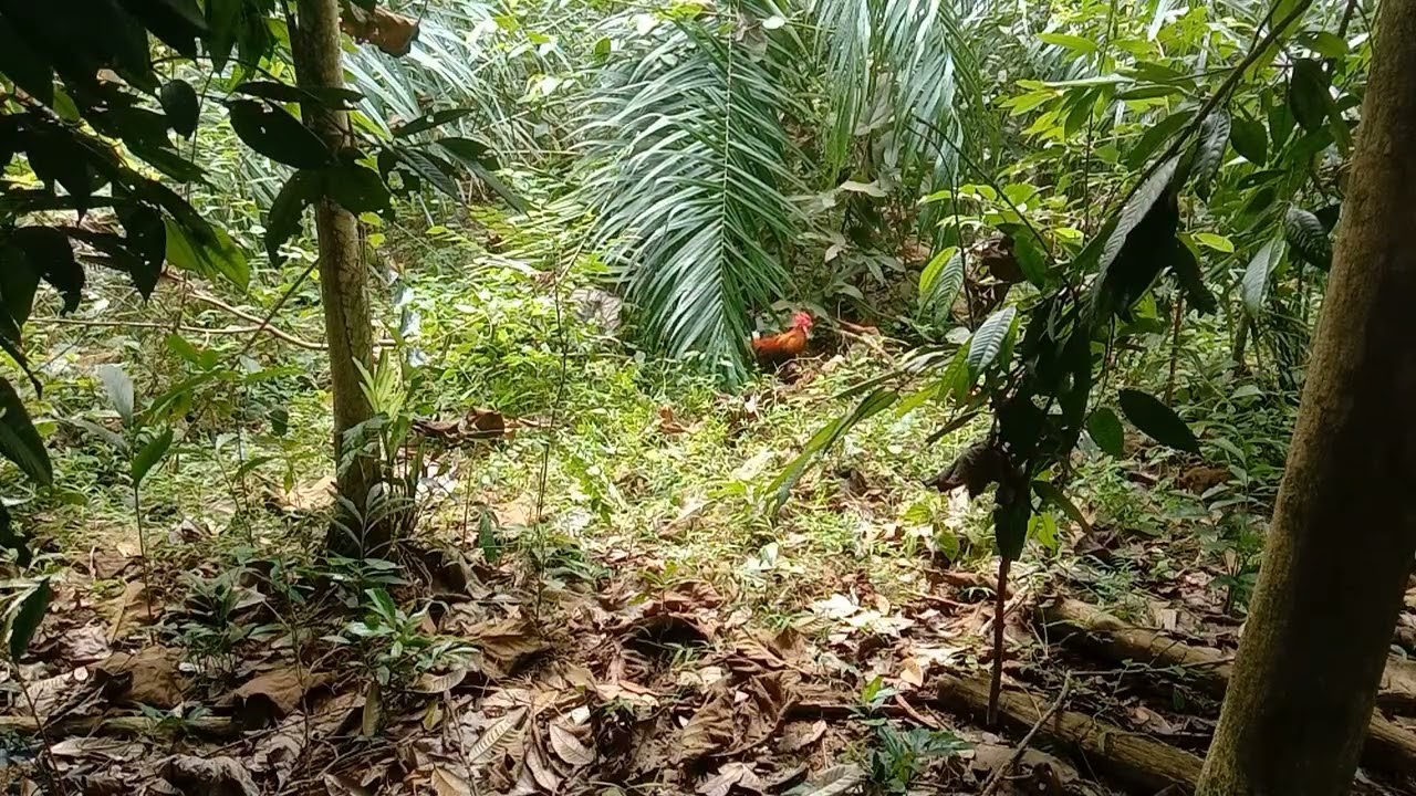 Rezeki tak salah alamat .Laga ayam lain dapat ayam lain......Aksi c lalak tapau cendol..