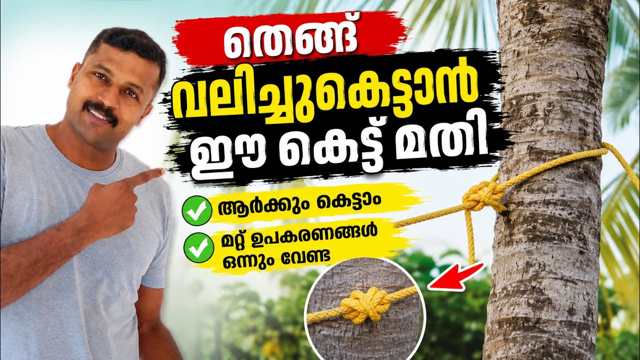 തെങ്ങ് വലിച്ചു കെട്ടാൻ ആർക്കും എളുപ്പം..