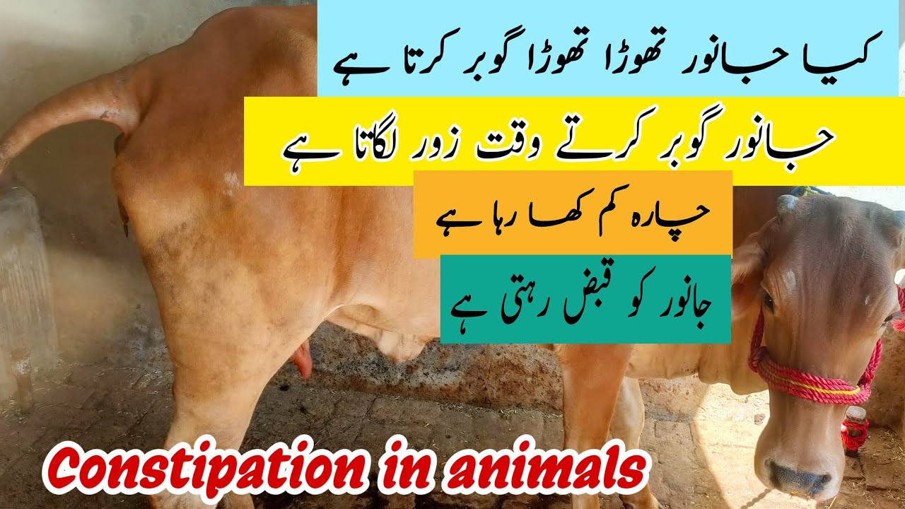 Cow Buffalo Ki Kabaz Ka ilaj |  Impection In Cattle |  Gobar k Band Ka ilaj | Constipation Treatment