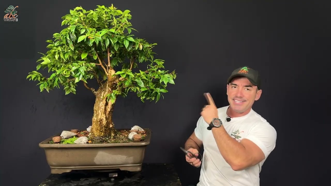 PRIMEIRO VÍDEO DO ANO PARA TIRAR AS DÚVIDAS DE VOCÊS SOBRE BONSAI.