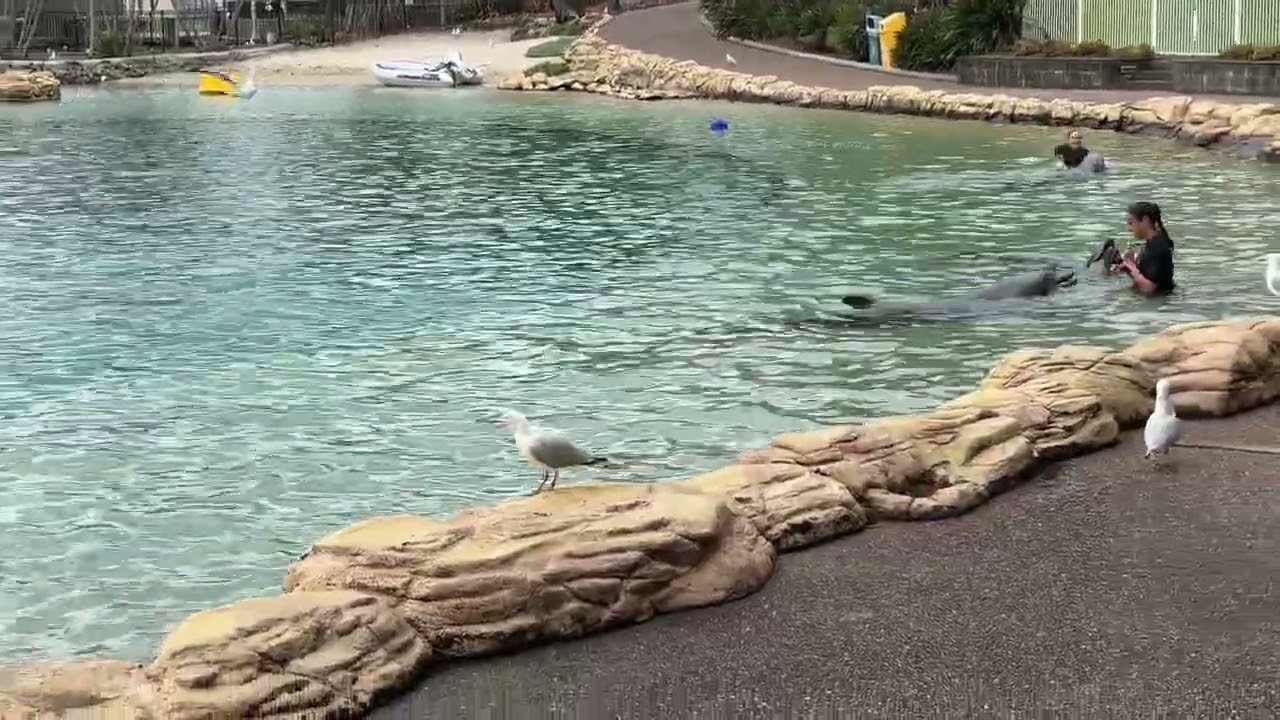 Seaworld Goldcoast &ldquo;Affinity Dolphin Presentation&rdquo; - March 2025