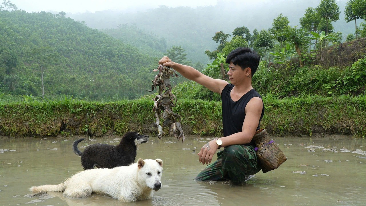 Catching wild frogs after the rain, to make a traditional Vietnamese dish.