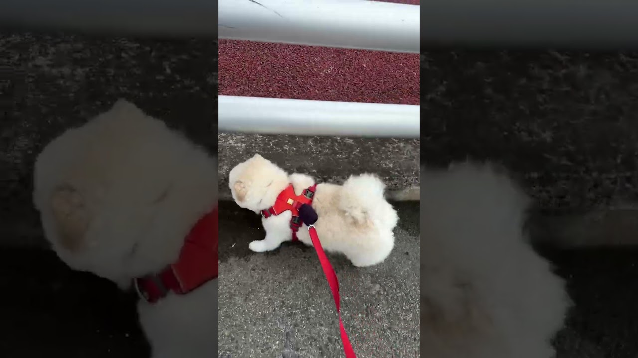 이모만나러가는뚱땅이#강아지 #화이트포메라니안 #이모사랑