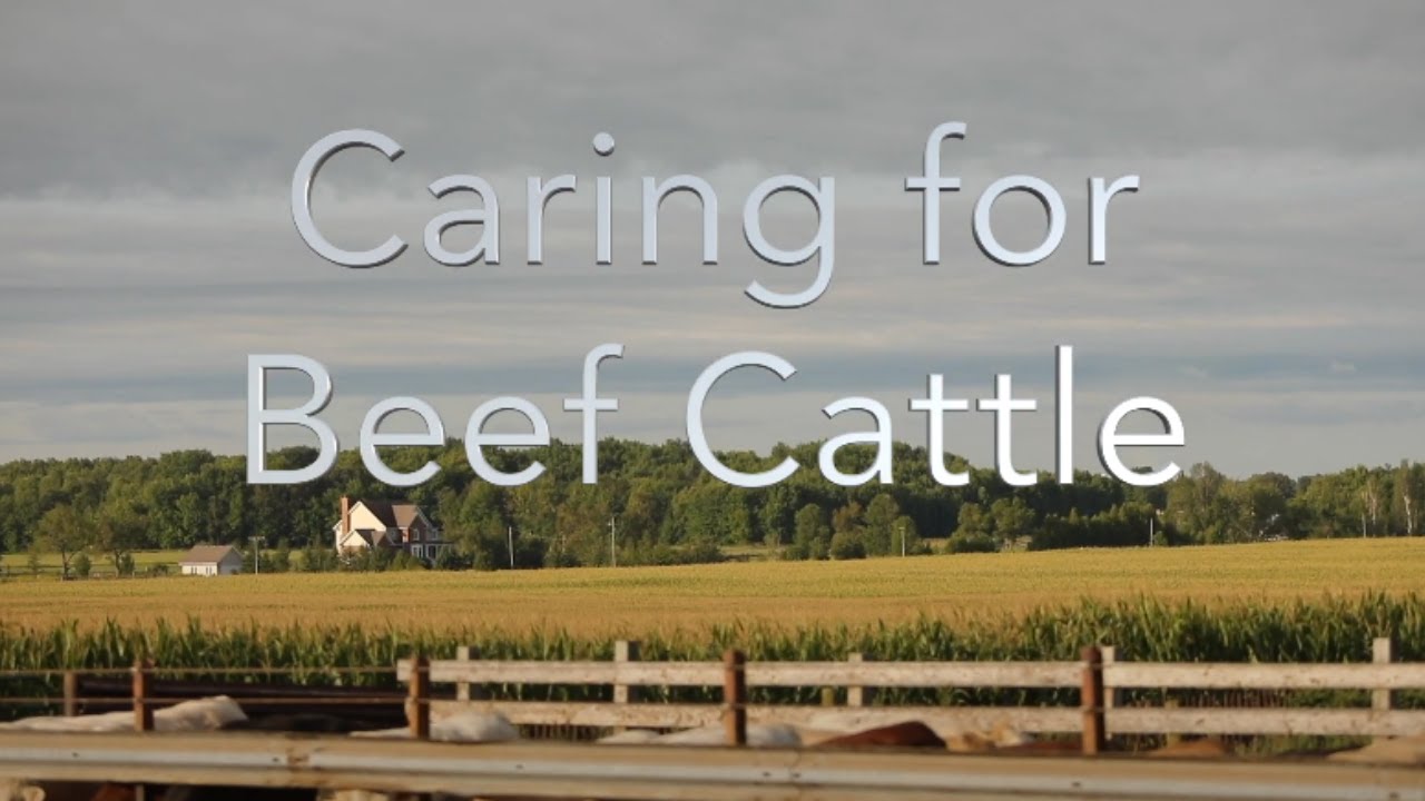 Caring for Beef Cattle