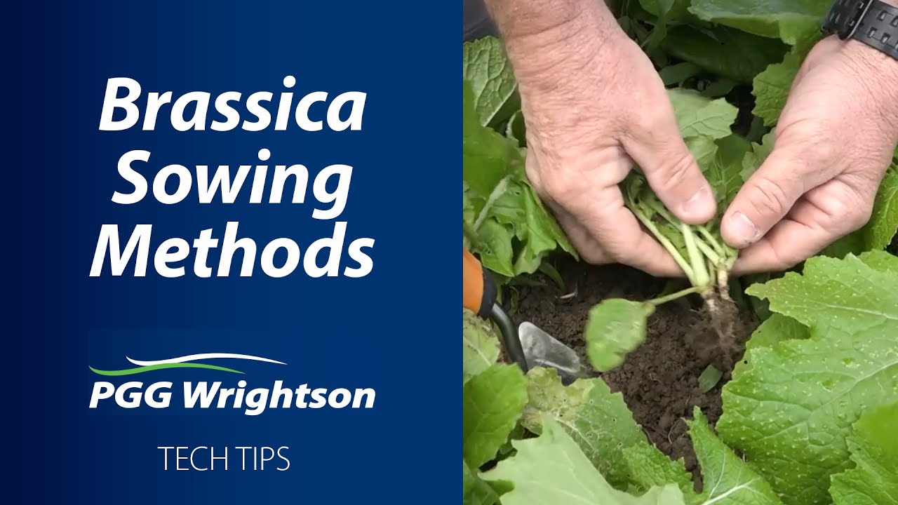 Brassica Sowing Methods | PGG Wrightson Tech Tips
