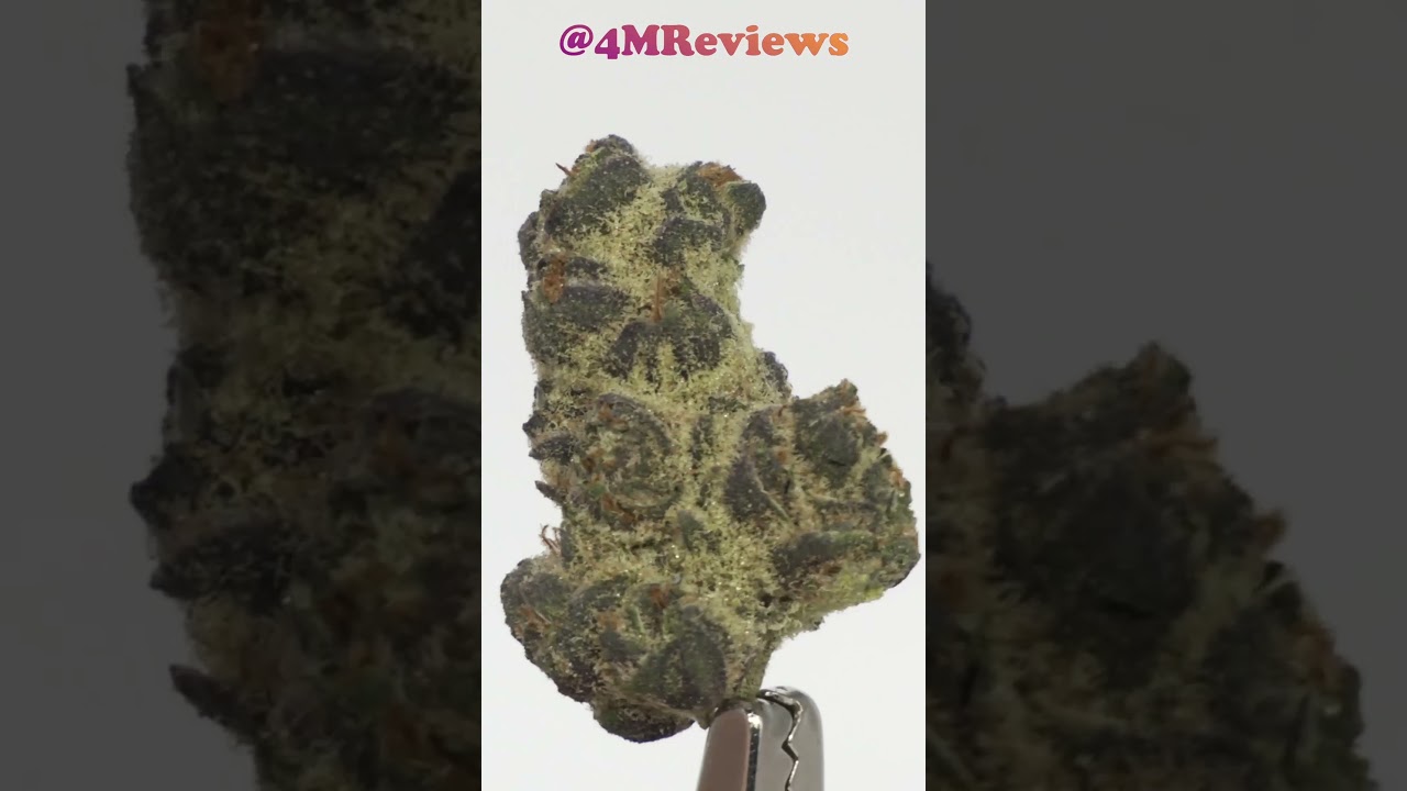 Jelly Breath Purple😤SHOULD be Better! | Minnesota Medical Marijuana Review | Green Goods Vireo SHORT