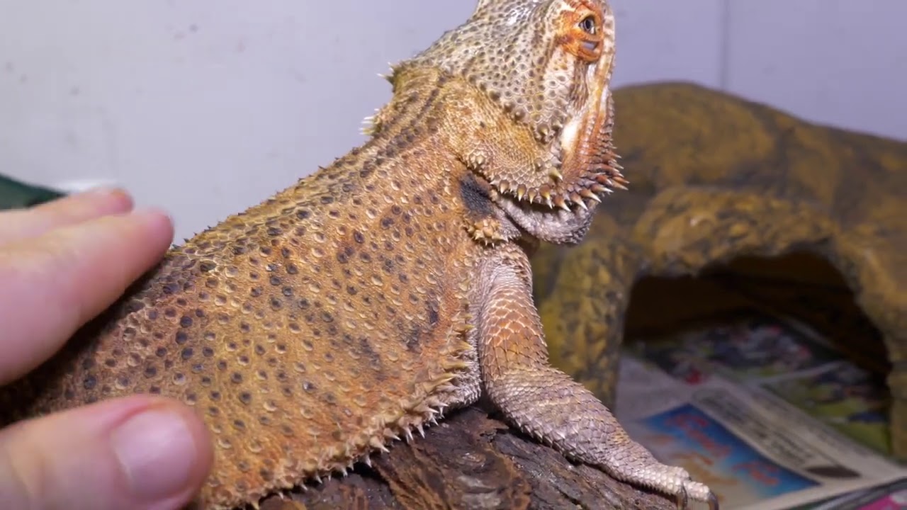 BEARDED DRAGON RESCUED FROM ABANDONED HOME IN WINTER Ep3 | HEALTH UPDATE TIME! POOP!