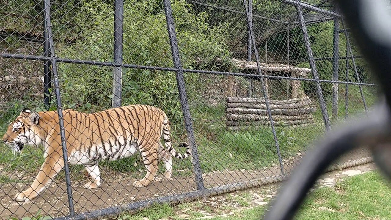 Siberian tiger in Nainital Zoo