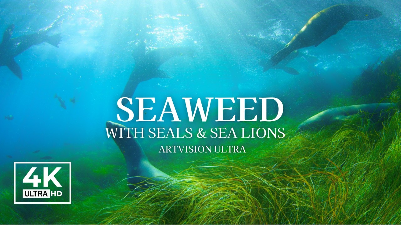 Seals & Sea Lions in 4K – Relaxing Underwater Ocean Ambience with Seaweed | Live Vol.01